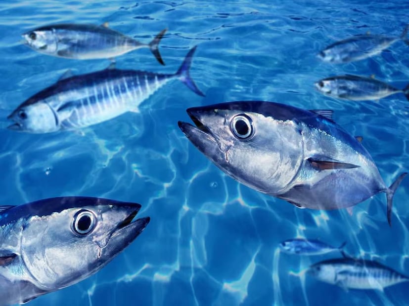 Most Expensive Food , World Most Expensive Food , Most Expensive Food in World , Costly Food in World , Costly Food , Almas Caviar , Kesar Most Expensive Food , Saffron Most Expensive Food , Bluefin Tuna Most Expensive Food , Elvish Honey Most Expensive Food, ഏറ്റവും ചെലവേറിയ ഭക്ഷണം, ലോകത്തിലെ ഏറ്റവും ചെലവേറിയ ഭക്ഷണം, വിലയേറിയ ഭക്ഷണം, അൽമാസ് കാവിയാർ, കേസർ ഏറ്റവും ചെലവേറിയ ഭക്ഷണം, കുങ്കുമപ്പൂവ് ഏറ്റവും ചെലവേറിയ ഭക്ഷണം, ബ്ലൂഫിൻ ട്യൂണ ഏറ്റവും ചെലവേറിയ ഭക്ഷണം, എൽവിഷ് തേൻ ഏറ്റവും ചെലവേറിയ ഭക്ഷണം,മീൻമുട്ട മുതൽ കാട്ടുതേൻ വരെ,ഏറ്റവും വിലയേറിയ 5 ഭക്ഷണങ്ങൾ