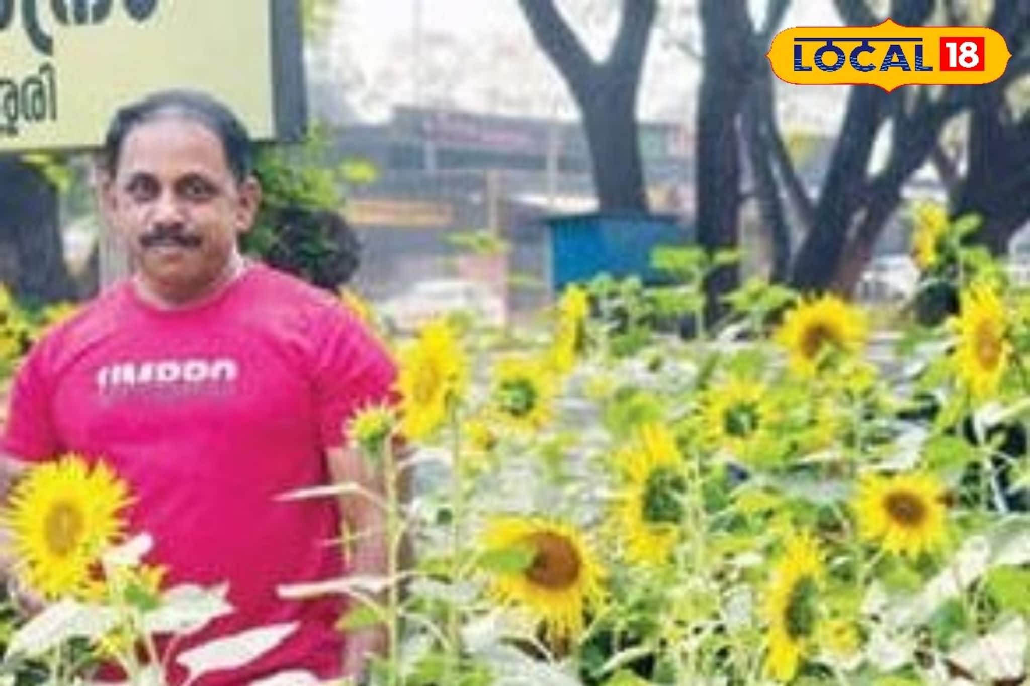 ദേശീയപാതയോരത്തെ സൂര്യകാന്തി വസന്തം: പാപ്പിനിശ്ശേരിയിലെ 'സെൽഫി പോയിൻ്റ്'