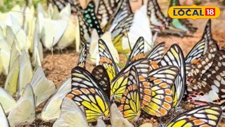 ചീങ്കണ്ണിപ്പുഴയോരത്ത് എത്തിയ ദേശാടന ശലഭങ്ങൾ