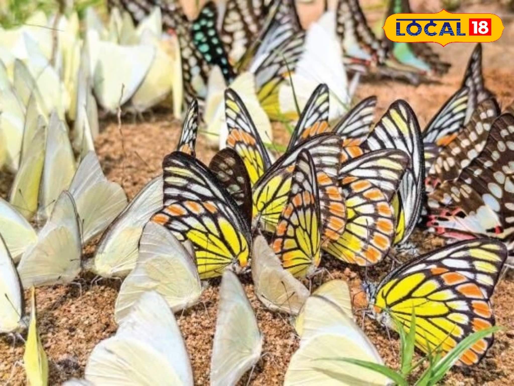 ആറളത്ത് ശലഭവിസ്മയം: ചീങ്കണ്ണിപ്പുഴക്കരയിൽ വിരുന്നെത്തി ആയിരക്കണക്കിന് പൂമ്പാറ്റകൾ ആറളത്ത് ശലഭവിസ്മയം: ചീങ്കണ്ണിപ്പുഴക്കരയിൽ വിരുന്നെത്തി ആയിരക്കണക്കിന് പൂമ്പാറ്റകൾ