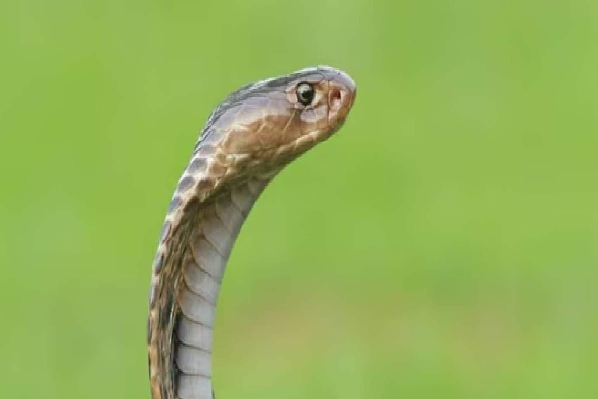 ഭാര്യയെ വിഷപ്പാമ്പിനെ ഉപയോഗിച്ച് കൊലപ്പെടുത്തിയ ഭർത്താവ് മൂന്ന് വർഷത്തിനുശേഷം അറസ്റ്റിൽ