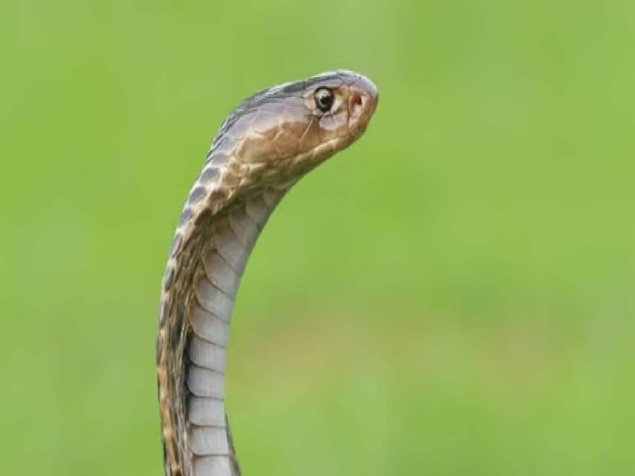 ഭാര്യയെ വിഷപ്പാമ്പിനെ ഉപയോഗിച്ച് കൊലപ്പെടുത്തിയ ഭർത്താവ് മൂന്ന് വർഷത്തിനുശേഷം അറസ്റ്റിൽ ഭാര്യയെ വിഷപ്പാമ്പിനെ ഉപയോഗിച്ച് കൊലപ്പെടുത്തിയ ഭർത്താവ് മൂന്ന് വർഷത്തിനുശേഷം അറസ്റ്റിൽ