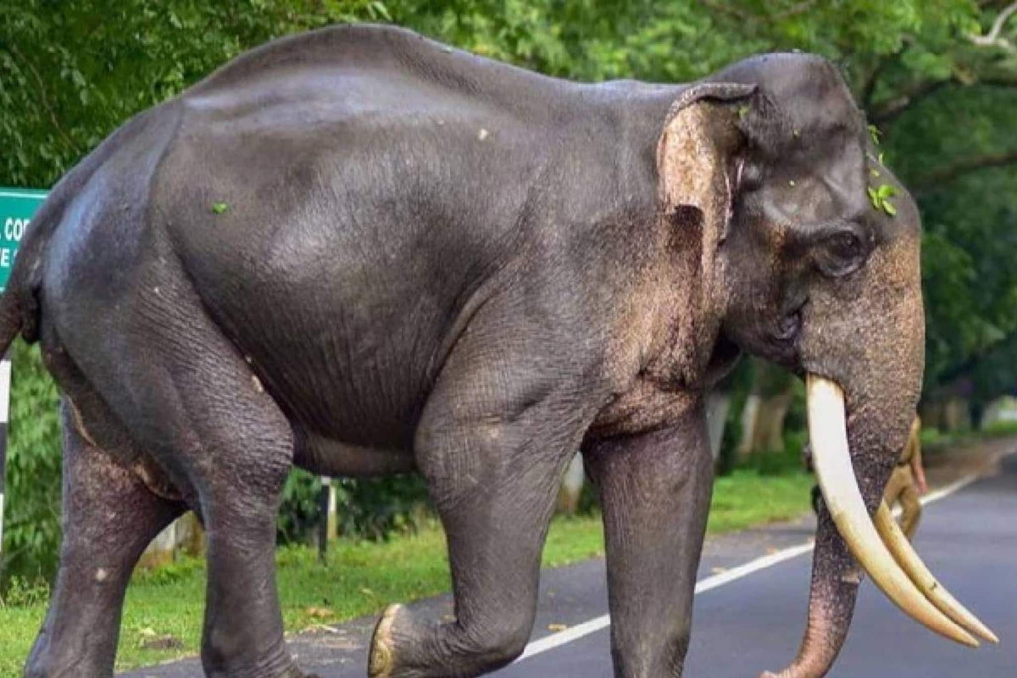 മലക്കപ്പാറയിൽ വോട്ട് ചോദിച്ചിറങ്ങിയ സ്ഥാനാർഥിസംഘത്തിന് നേരെ കാട്ടാന ആക്രമണം