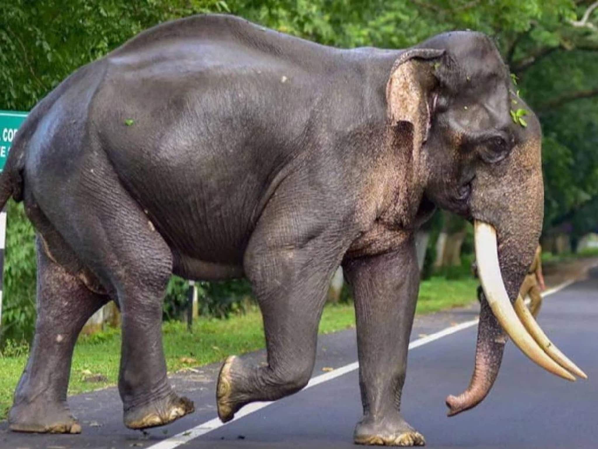 തൃശൂർ മലക്കപ്പാറയിൽ വോട്ട് ചോദിച്ചിറങ്ങിയ സ്ഥാനാർഥിസംഘത്തിന് നേരെ കാട്ടാന ആക്രമണം