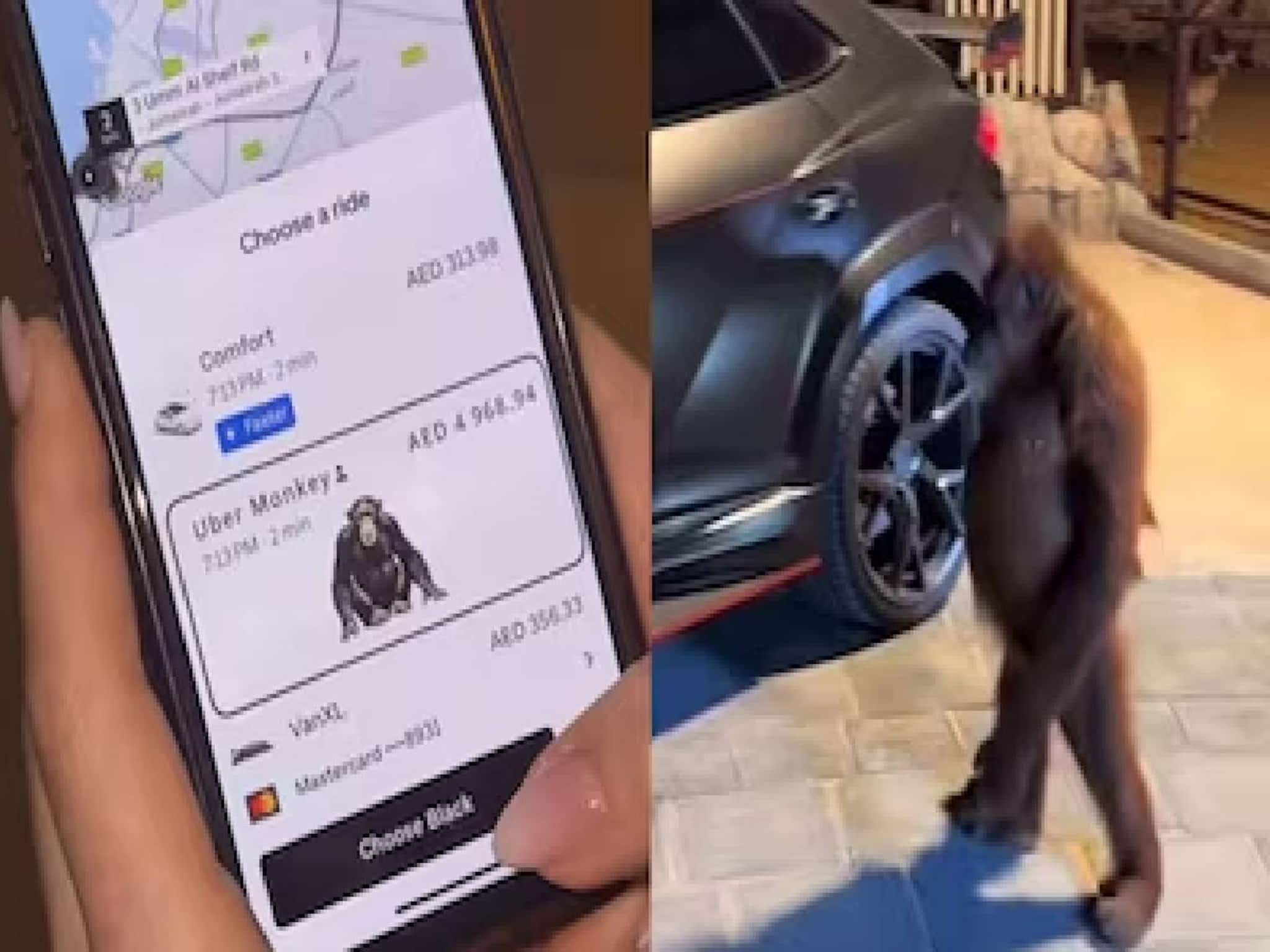 ദുബായില്‍ 15 മിനിറ്റ് നേരത്തെ യാത്രയ്ക്ക് 1.2 ലക്ഷം രൂപയുടെ 'ഊബര്‍ മങ്കി'; കുരങ്ങനെത്തിയത് ലംബോര്‍ഗിനിയില്‍