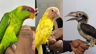 തായ്ലൻഡിൽ നിന്നെത്തിയതാണ് കുടുംബം