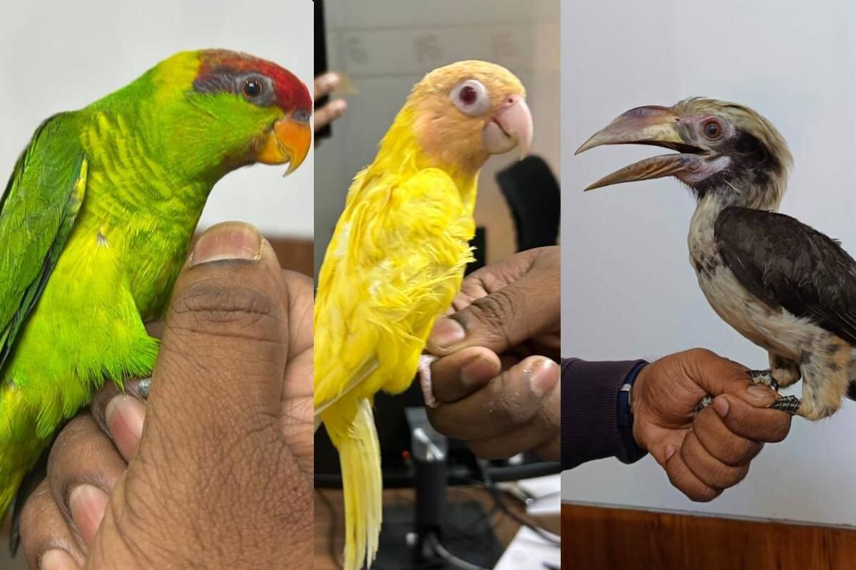 https://images.news18.com/malayalam/uploads/2025/12/bird-smuggling-2025-12-070e3393bf3ba2ebc9e38cb7f4ebc07e-3x2.jpg