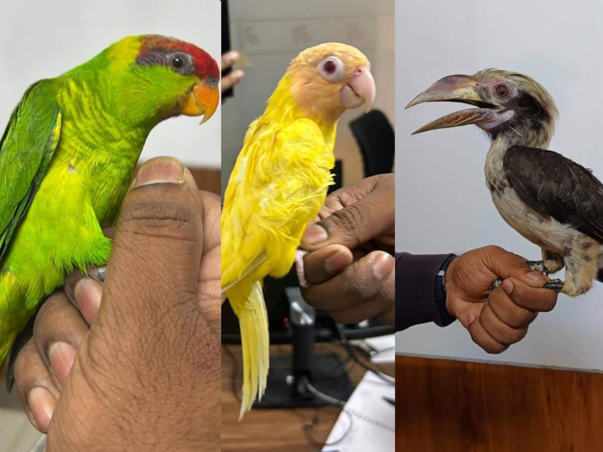 വംശനാശ ഭീഷണി നേരിടുന്ന 14 പക്ഷികളെ കടത്താൻ ശ്രമം; മലപ്പുറം സ്വദേശിയും കുടുംബവും നെടുമ്പാശ്ശേരിയിൽ കസ്റ്റഡിയിൽ വംശനാശ ഭീഷണി നേരിടുന്ന 14 പക്ഷികളെ കടത്താൻ ശ്രമം; മലപ്പുറം സ്വദേശിയും കുടുംബവും നെടുമ്പാശ്ശേരിയിൽ കസ്റ്റഡിയിൽ