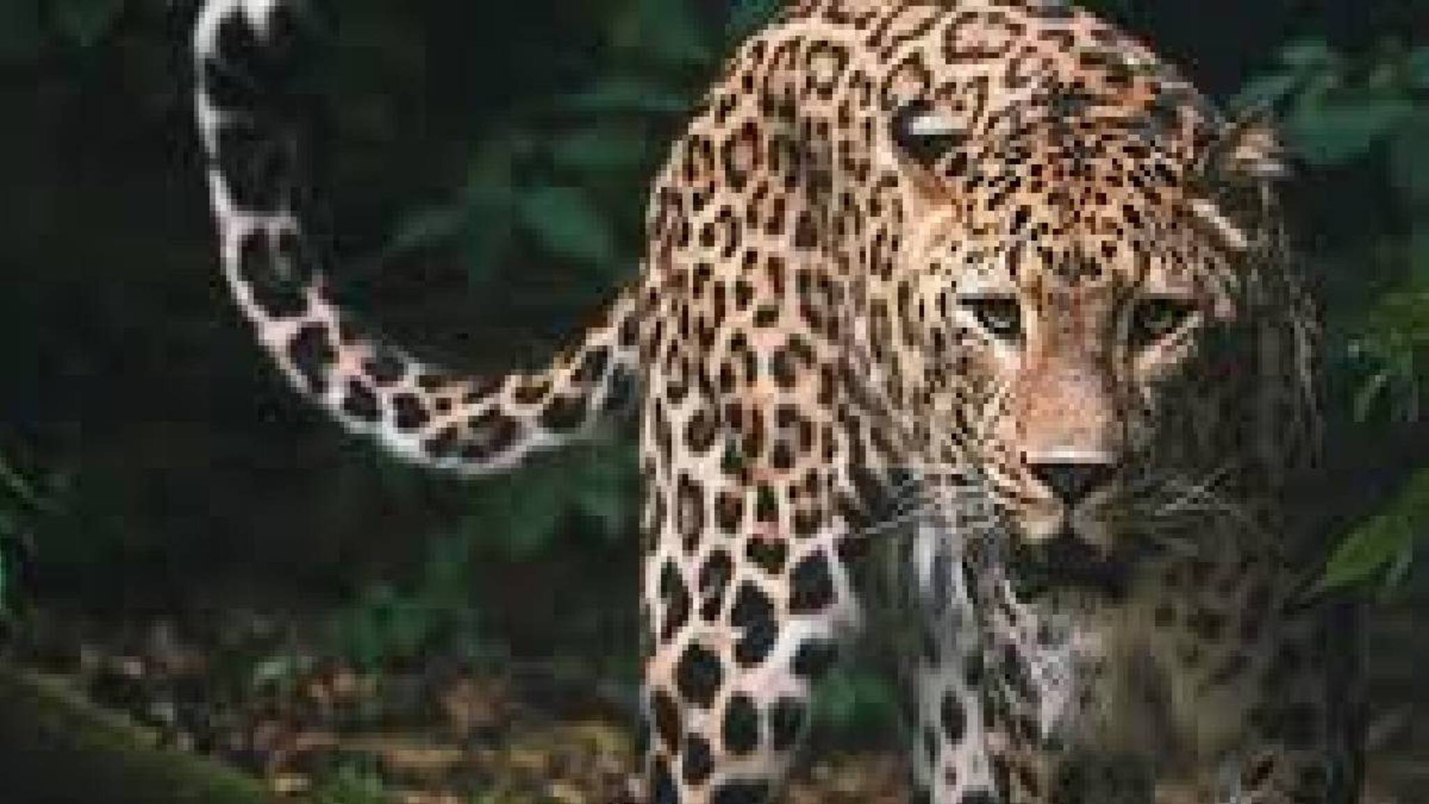 വീട്ടുമുറ്റത്ത് കളിച്ചുകൊണ്ടിരുന്ന നാലുവയസുകാരനെ പുലി കടിച്ചുകൊന്നു