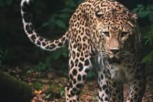 വീട്ടുമുറ്റത്ത് കളിച്ചുകൊണ്ടിരുന്ന നാലുവയസുകാരനെ പുലി കടിച്ചുകൊന്നു