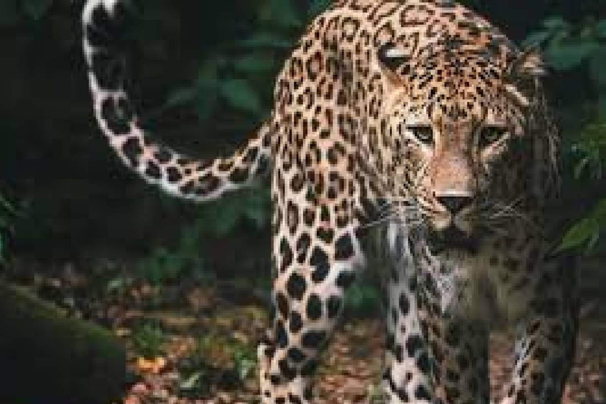 വീട്ടുമുറ്റത്ത് കളിച്ചുകൊണ്ടിരുന്ന നാലുവയസുകാരനെ പുലി കടിച്ചുകൊന്നു