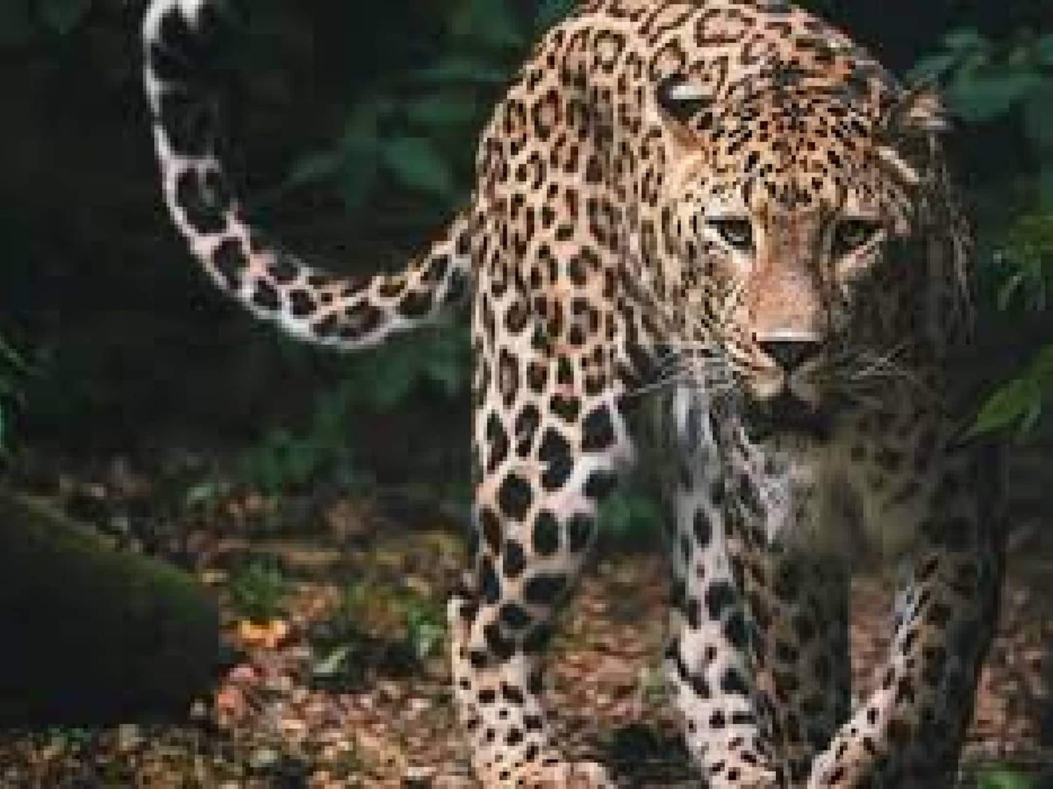 വീട്ടുമുറ്റത്ത് കളിച്ചുകൊണ്ടിരുന്ന നാലുവയസുകാരനെ പുലി കടിച്ചുകൊന്നു