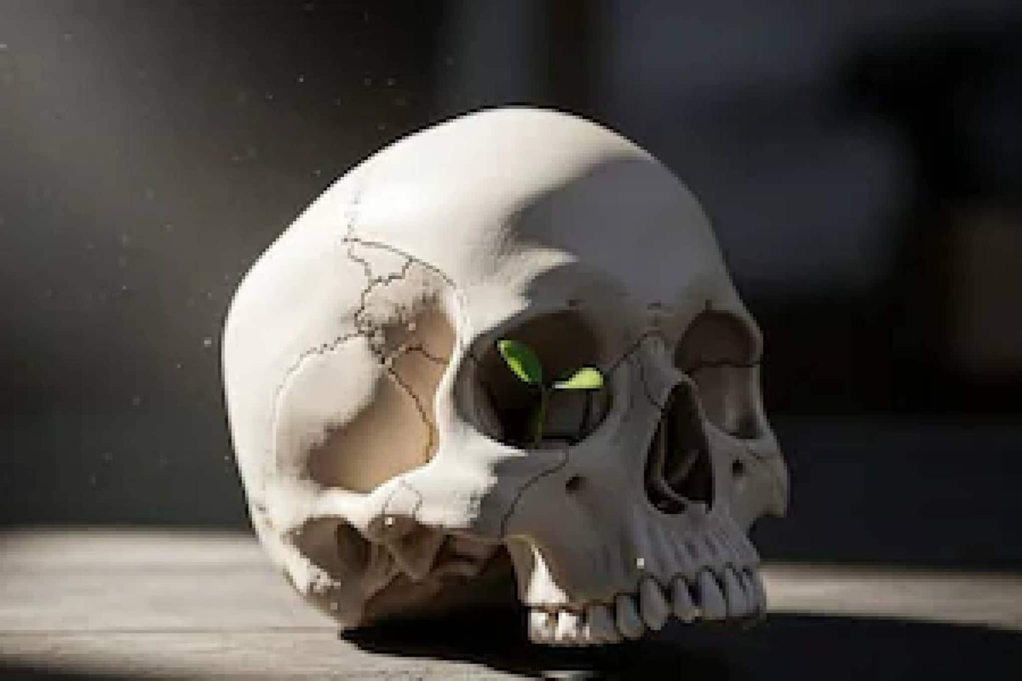 പാലക്കാട് നഗരമധ്യത്തില്‍ ദുർഗന്ധം പരത്തി കവറില്‍ പൊതിഞ്ഞനിലയില്‍ മനുഷ്യന്റെ തലയോട്ടിയും അസ്ഥികളും