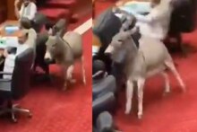 'കഴുതകളുടെ പാർലമെന്റിൽ ഒന്നുകൂടി'; പാകിസ്ഥാൻ പാർലമെന്റ് ഹാളിൽ കഴുത കയറിയതിൽ സോഷ്യൽ മീഡിയ