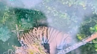 കടുവയുടെ ചിത്രം ഡ്രോൺ ക്യാമറയിൽ പതിഞ്ഞപ്പോൾ