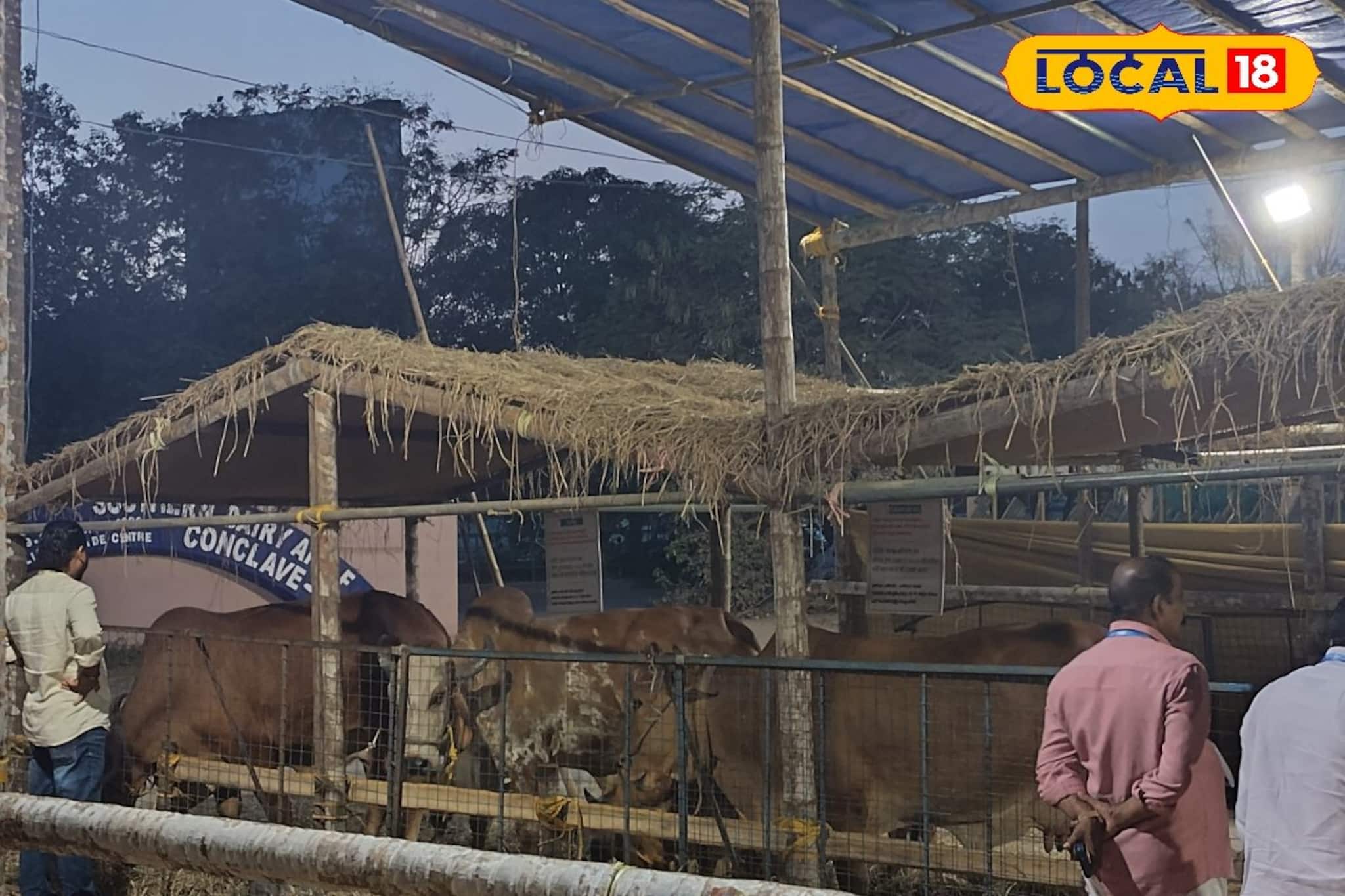 ഗിർ മുതൽ വെച്ചൂർ വരെ; കൗതുകമുണർത്തി കോഴിക്കോട് വർഗീസ് കുര്യൻ നഗറിലെ കന്നുകാലി പ്രദർശനം