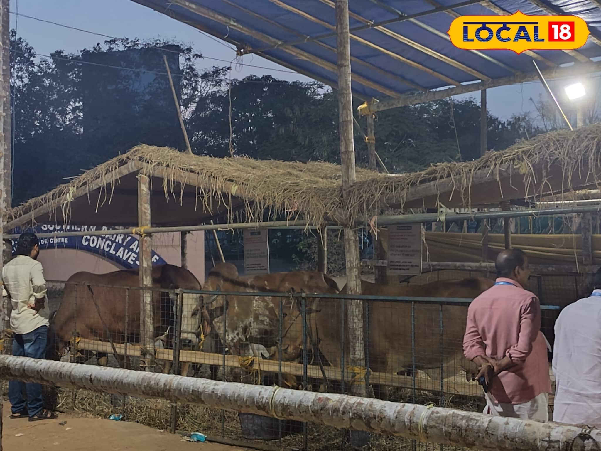 ഗിർ മുതൽ വെച്ചൂർ വരെ; കൗതുകമുണർത്തി കോഴിക്കോട് വർഗീസ് കുര്യൻ നഗറിലെ കന്നുകാലി പ്രദർശനം