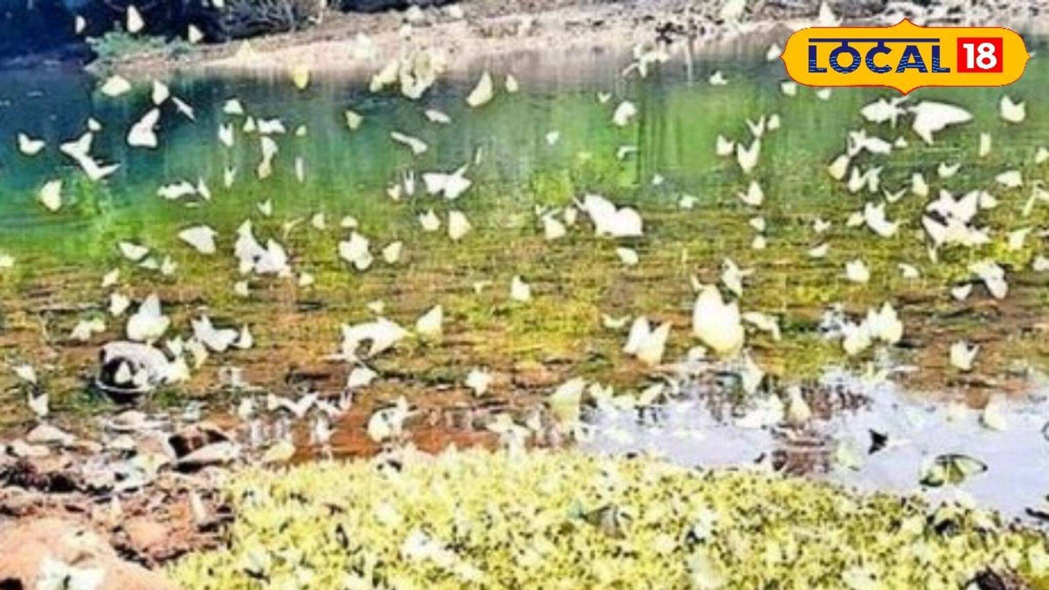 ഇനി വർണ്ണച്ചിറകുകളുടെ കാവലാൾ; ആറളം വന്യജീവി സങ്കേതം ഇനി 'ആറളം ചിത്രശലഭ സങ്കേതം'