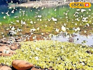 ആറളത്തെ ശലഭങ്ങൾ ആറളത്തെ ശലഭങ്ങൾ