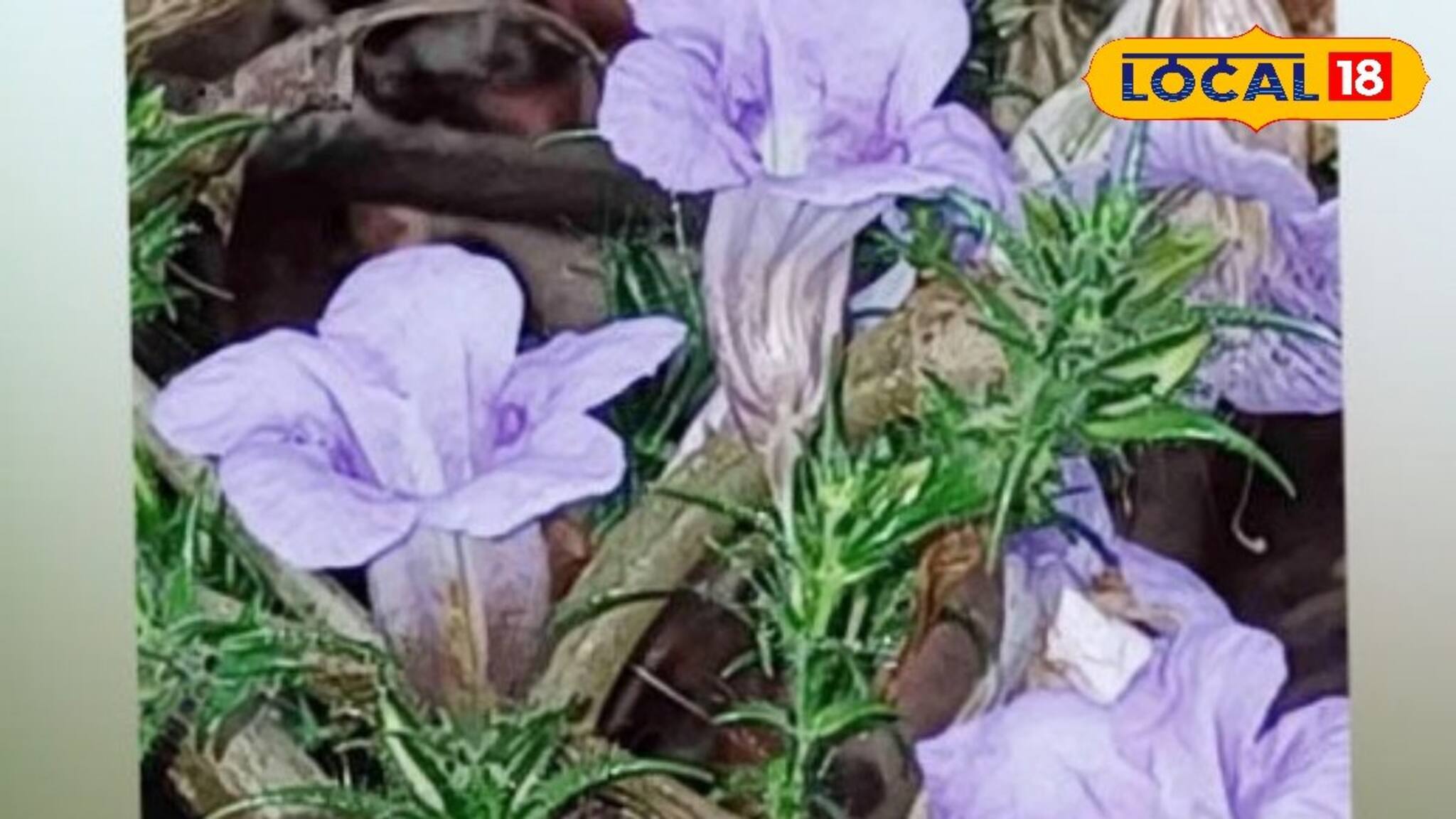 തുളൂർക്കാവിൽ 'നീലവസന്തം'; ഏഴ് വർഷത്തെ കാത്തിരിപ്പിന് വിരാമമിട്ട് പൂമാലക്കുറിഞ്ഞി വിരിഞ്ഞു