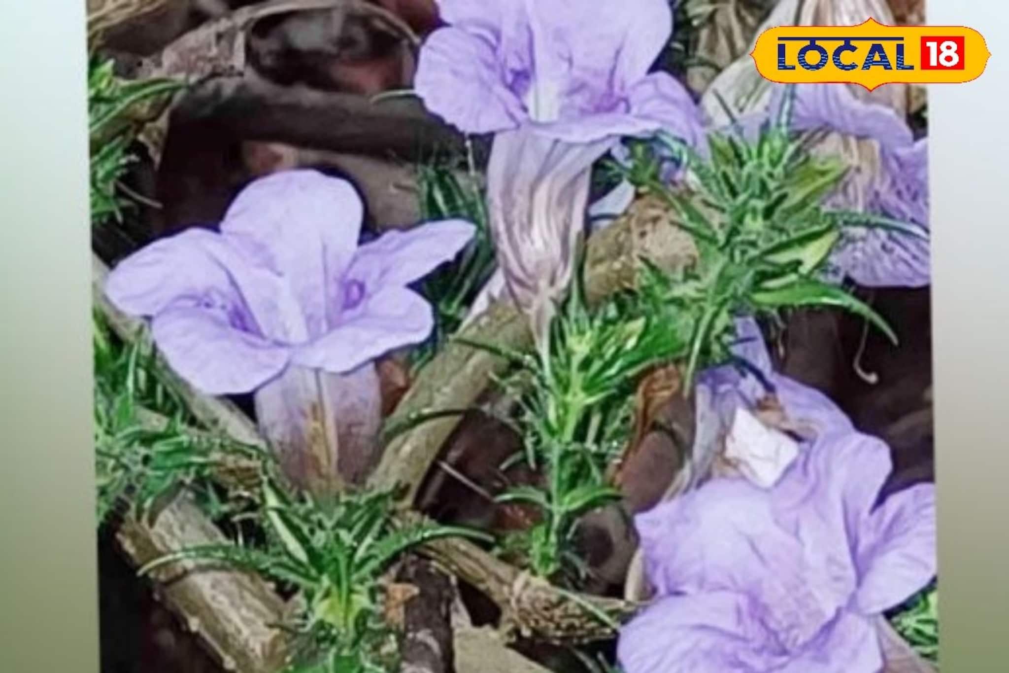 തുളൂർക്കാവിൽ 'നീലവസന്തം'; ഏഴ് വർഷത്തെ കാത്തിരിപ്പിന് വിരാമമിട്ട് പൂമാലക്കുറിഞ്ഞി വിരിഞ്ഞു