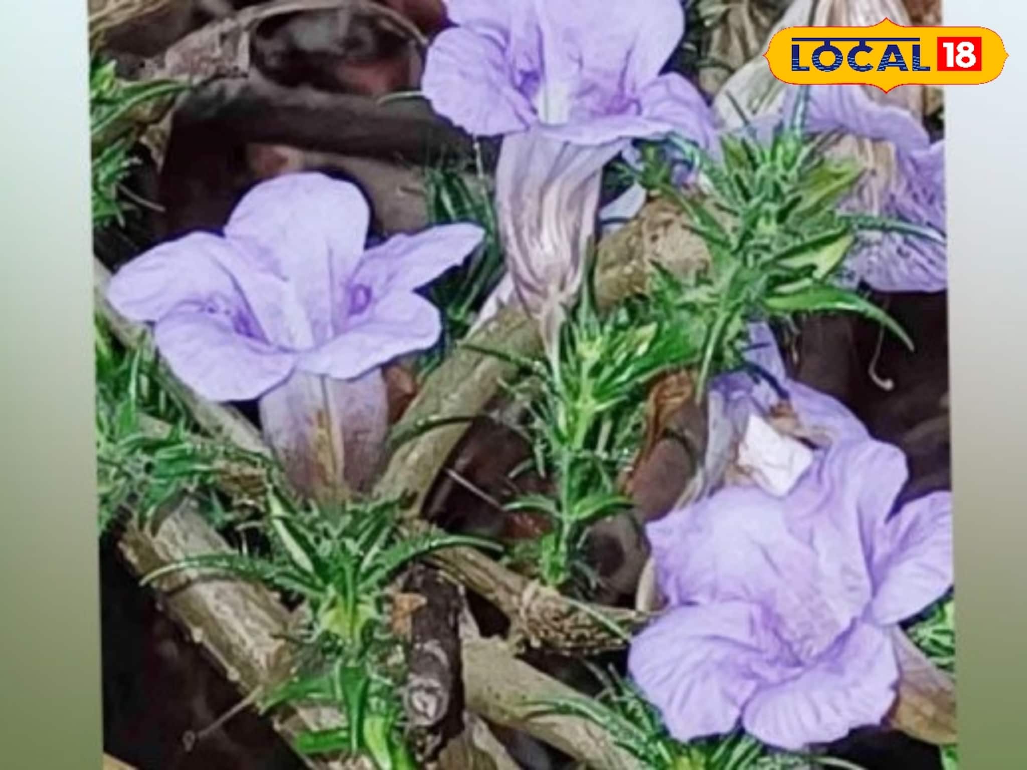 തുളൂർക്കാവിൽ 'നീലവസന്തം'; ഏഴ് വർഷത്തെ കാത്തിരിപ്പിന് വിരാമമിട്ട് പൂമാലക്കുറിഞ്ഞി വിരിഞ്ഞു