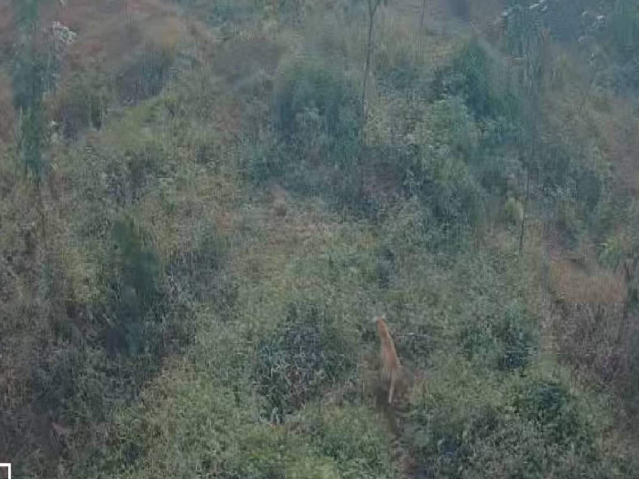 കാട്ടാക്കടയിൽ പുലിയിറങ്ങിയെന്ന് നാട്ടുകാർ; പരിശോധനയിൽ കണ്ടെത്തിയത് നായയെ കാട്ടാക്കടയിൽ പുലിയിറങ്ങിയെന്ന് നാട്ടുകാർ; പരിശോധനയിൽ കണ്ടെത്തിയത് നായയെ