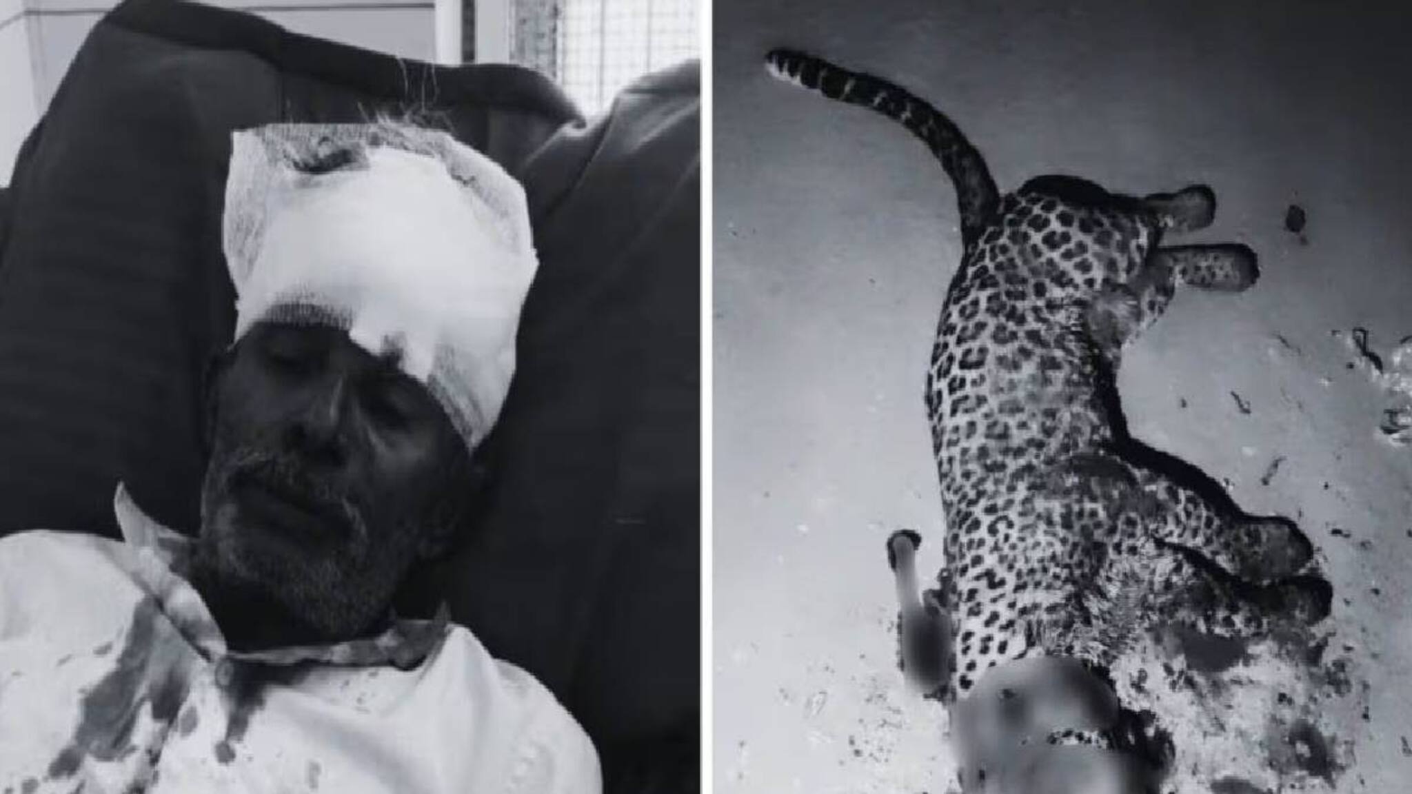 മകനെ ആക്രമിച്ച പുള്ളിപ്പുലിയെ കുന്തവും അരിവാളും ഉപയോഗിച്ച് വയോധികൻ കൊന്നു