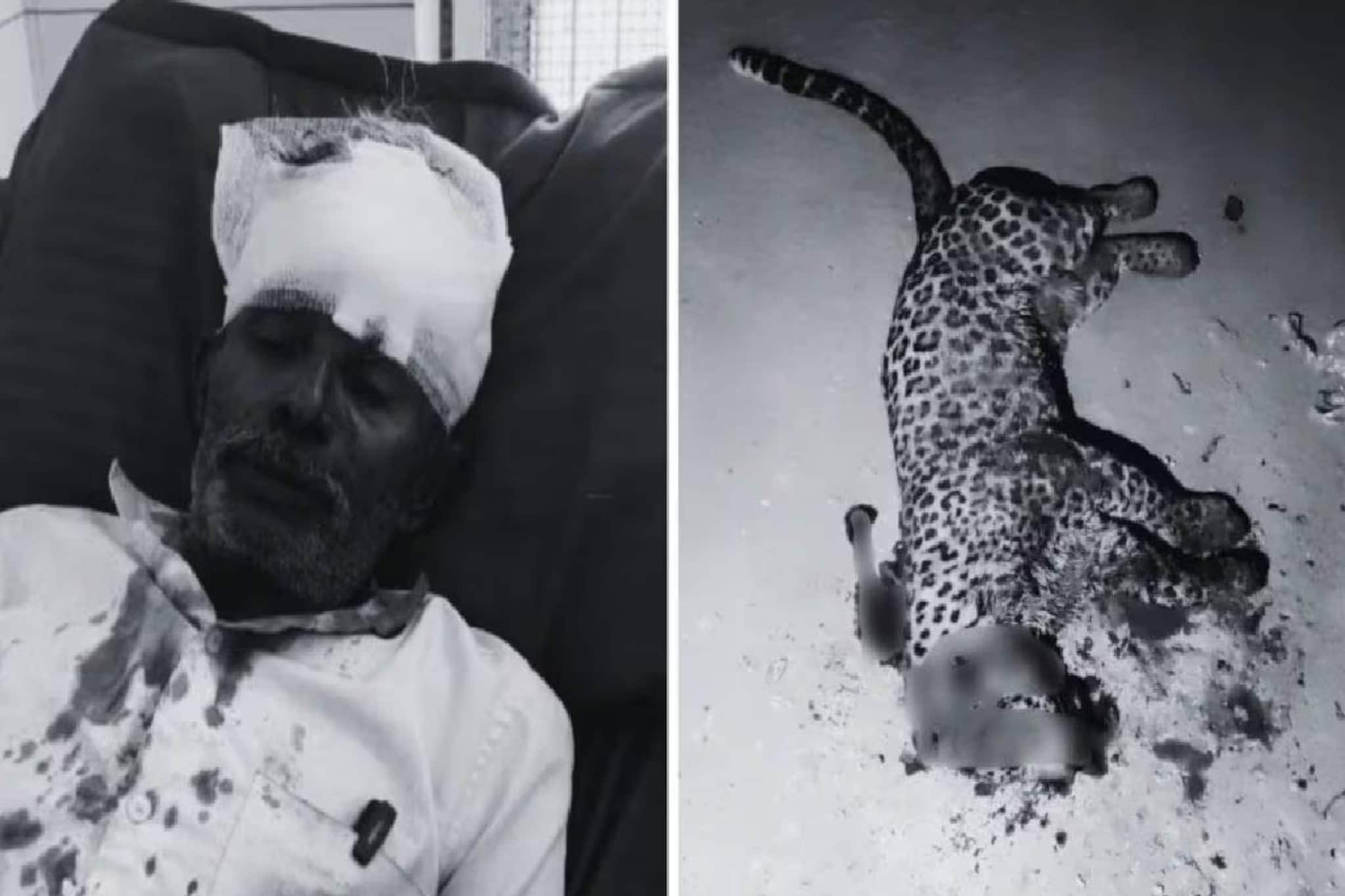 മകനെ ആക്രമിച്ച പുള്ളിപ്പുലിയെ കുന്തവും അരിവാളും ഉപയോഗിച്ച് വയോധികൻ കൊന്നു മകനെ ആക്രമിച്ച പുള്ളിപ്പുലിയെ കുന്തവും അരിവാളും ഉപയോഗിച്ച് വയോധികൻ കൊന്നു