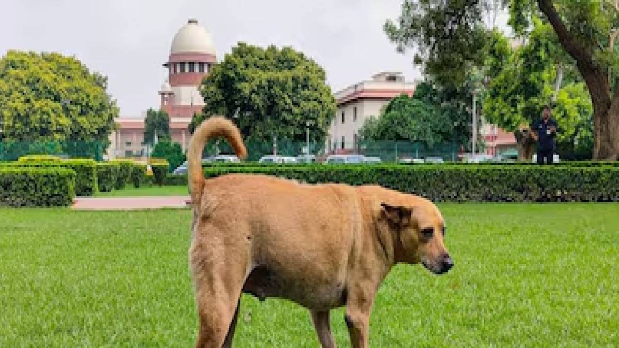 'കടിക്കാതിരിക്കാൻ നായ്ക്കളെ കൗൺസിലിംഗ് ചെയ്യിക്കാം' തെരുവുനായ വിഷയത്തില്‍ വിമര്‍ശനവുമായി സുപ്രീം കോടതി