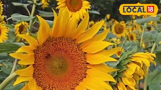 വണ്ടൂരിലെ സൂര്യകാന്തി പാടം