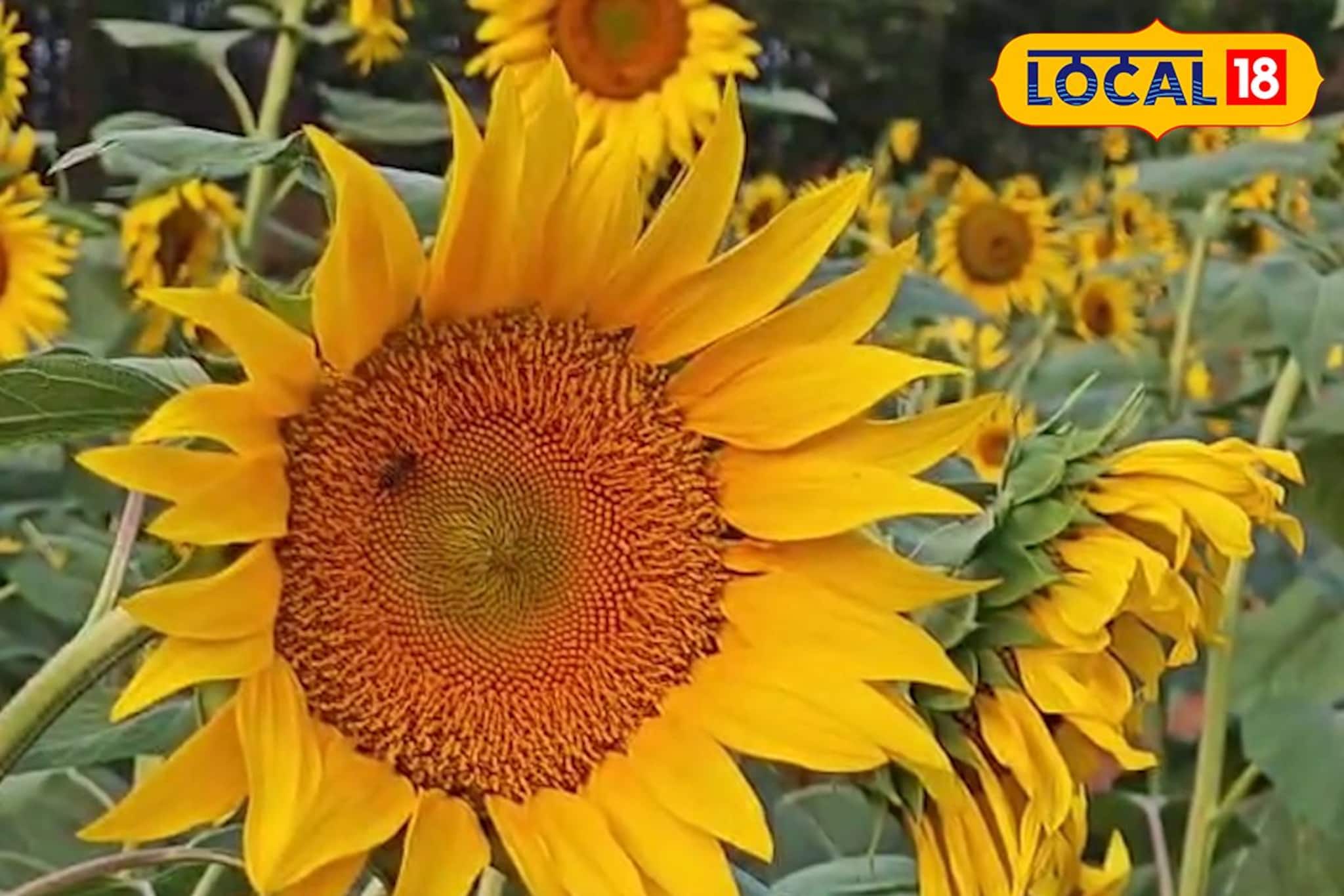 പന്നികളെ പേടിച്ച് കൃഷി മാറ്റിപ്പിടിച്ചു; 'ജെൻസി' തലമുറയെ ലക്ഷ്യമിട്ട് വണ്ടൂരിൽ സൂര്യകാന്തി വസന്തം പന്നികളെ പേടിച്ച് കൃഷി മാറ്റിപ്പിടിച്ചു; 'ജെൻസി' തലമുറയെ ലക്ഷ്യമിട്ട് വണ്ടൂരിൽ സൂര്യകാന്തി വസന്തം