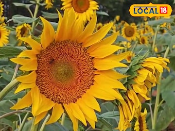 വണ്ടൂരിലെ സൂര്യകാന്തി പാടം വണ്ടൂരിലെ സൂര്യകാന്തി പാടം