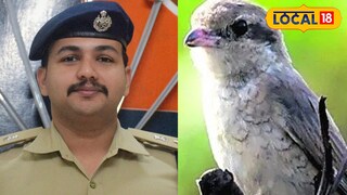 ചുവപ്പുവാലന്‍ ഷ്രൈക്ക്