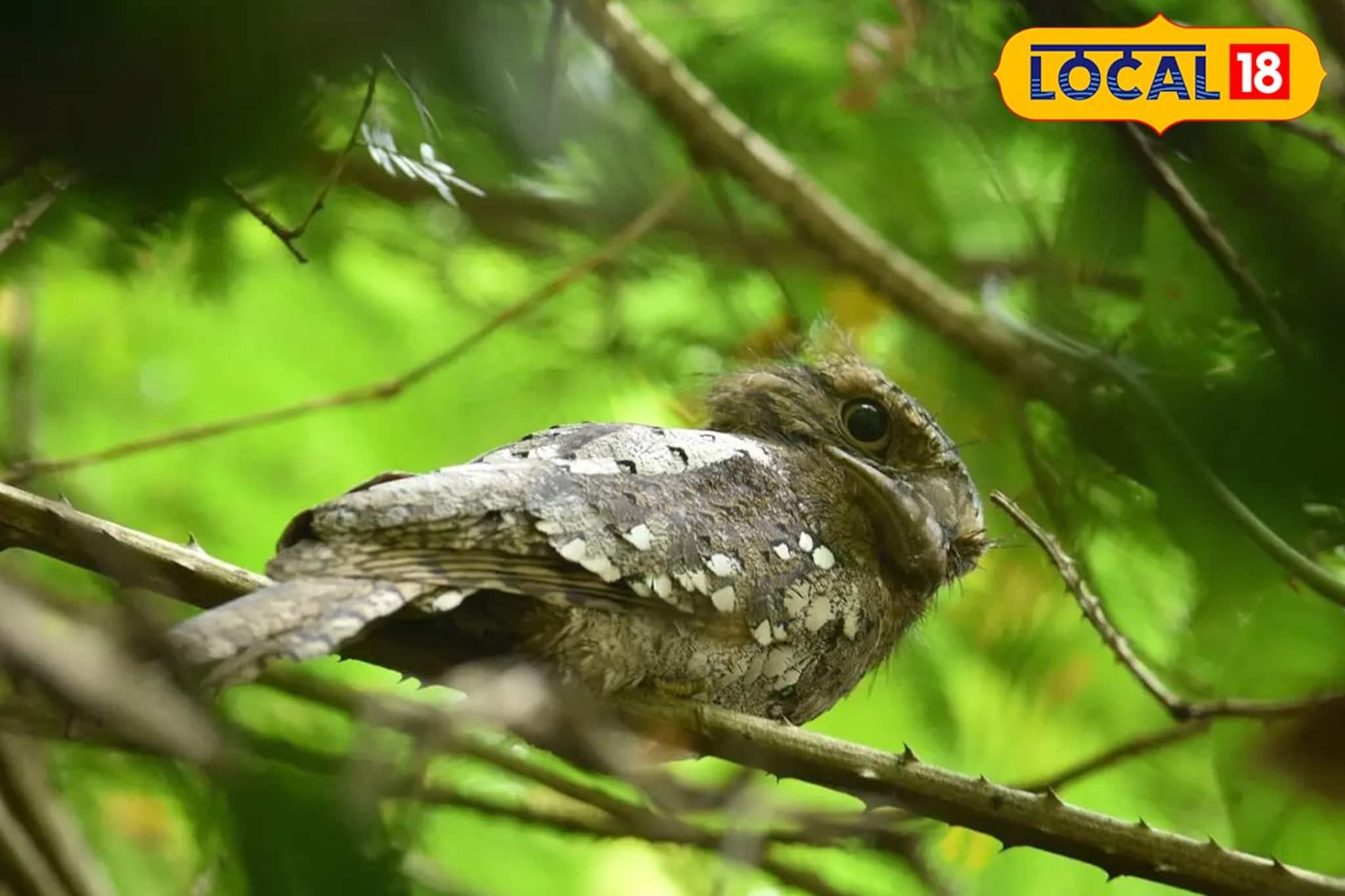 തിരുവനന്തപുരത്ത് പക്ഷിസമൃദ്ധി: 188 ഇനങ്ങളെ കണ്ടെത്തി 'വിങ്സ്' സർവേ തിരുവനന്തപുരത്ത് പക്ഷിസമൃദ്ധി: 188 ഇനങ്ങളെ കണ്ടെത്തി 'വിങ്സ്' സർവേ