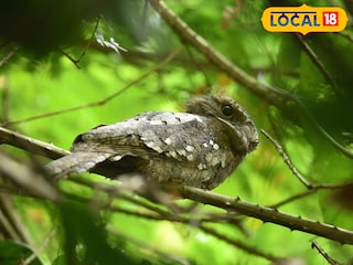 Srilankan Frogmouth
