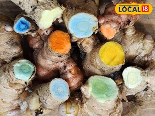 മഞ്ഞൾ ഇനങ്ങൾ