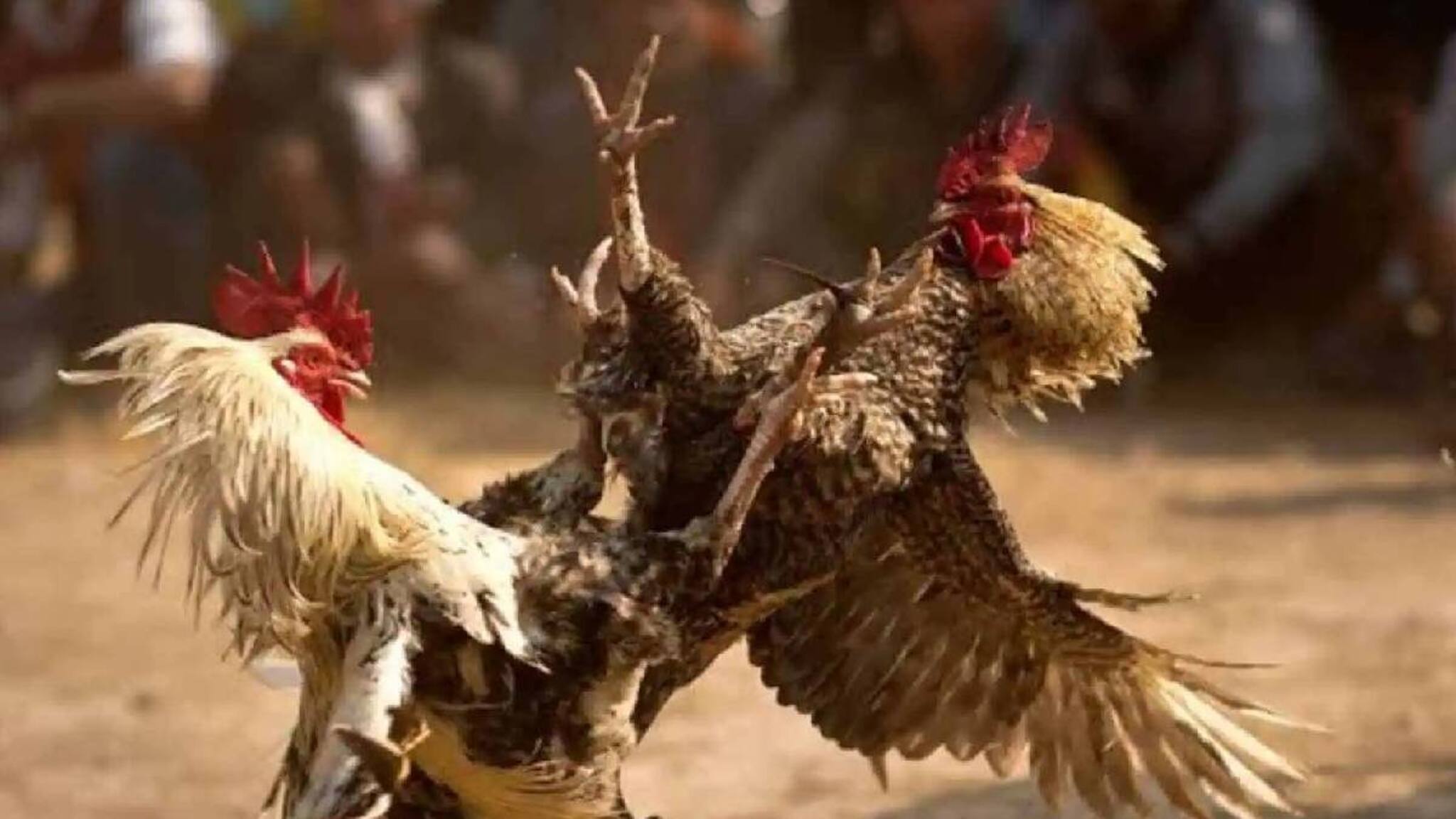 ഒരു കോഴിപ്പോരിൽ മിനിറ്റുകള്‍ക്കുള്ളില്‍ ഉടമ നേടിയത് 1.5 കോടി!