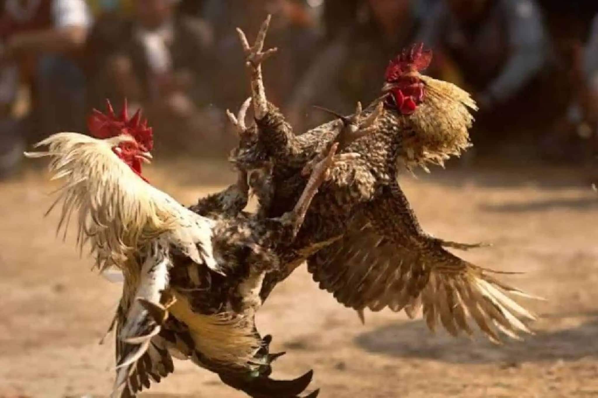 ഒരു കോഴിപ്പോരിൽ മിനിറ്റുകള്‍ക്കുള്ളില്‍ ഉടമ നേടിയത് 1.5 കോടി!