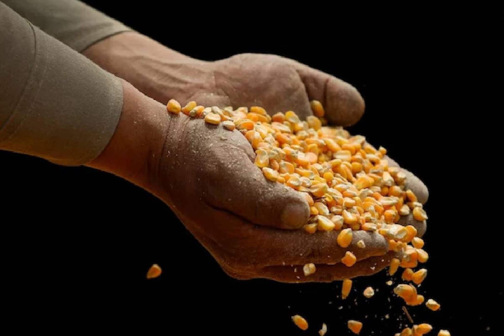 ബംഗ്ലാദേശിലേക്ക് പന്നിക്കാഷ്ടം വളമാക്കിയ അമേരിക്കൻ ചോളം ഇറക്കുമതിയിൽ വൻ വിവാദം