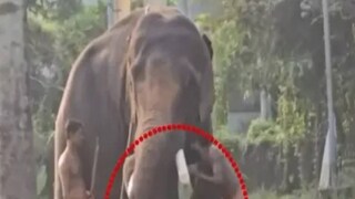 ആനയുടെ കൊമ്പിൽ കുഞ്ഞിനെ വെച്ച് പാപ്പാന്‍റെ അഭ്യാസം