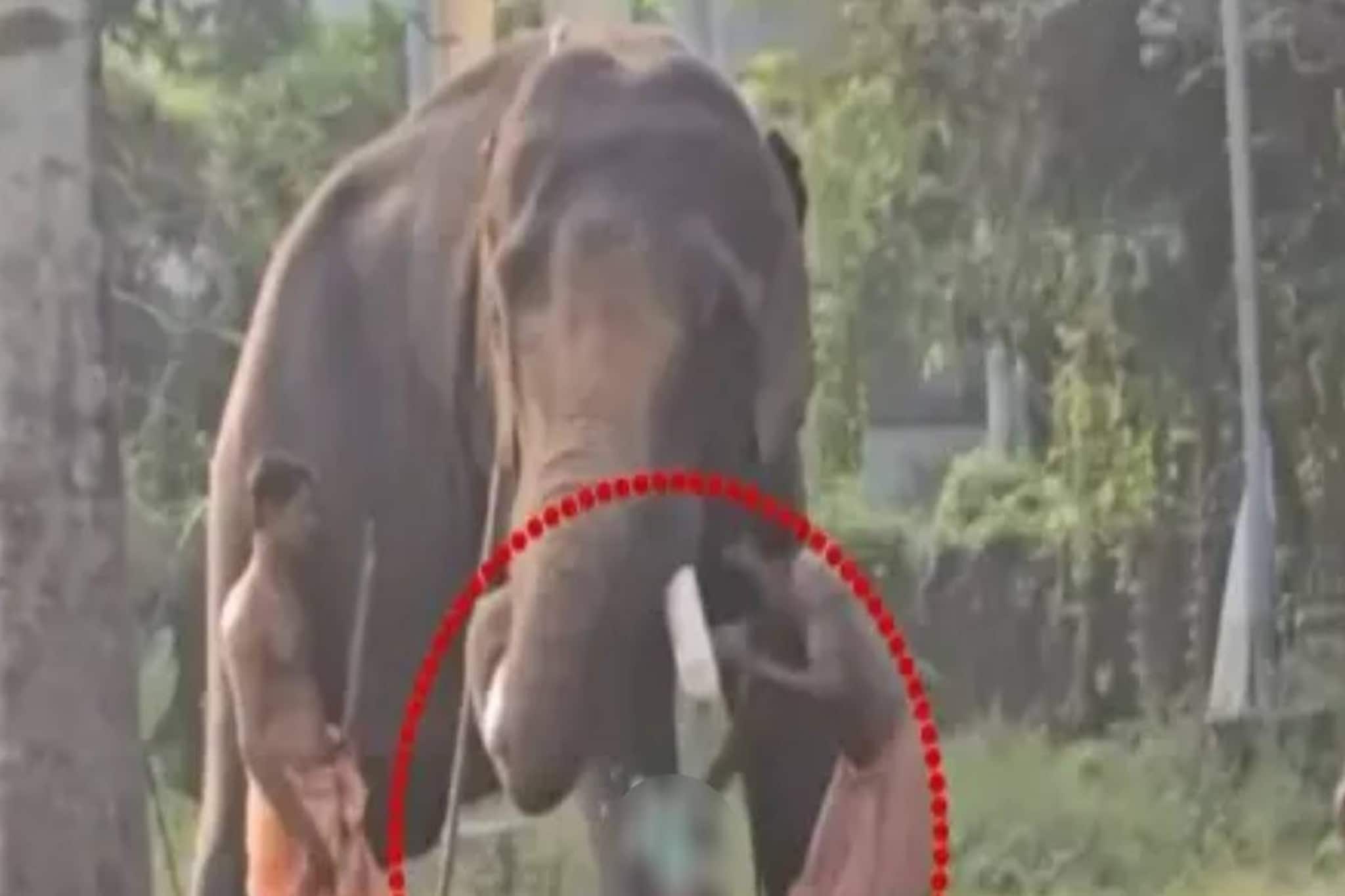 പിഞ്ചുകുഞ്ഞുമായി ആനയുടെ സമീപം പാപ്പാൻമാരുടെ സാഹസം; പോലീസ് സ്വമേധയാ കേസെടുത്തു, ദേവസ്വം പാപ്പാൻ കസ്റ്റഡിയിൽ