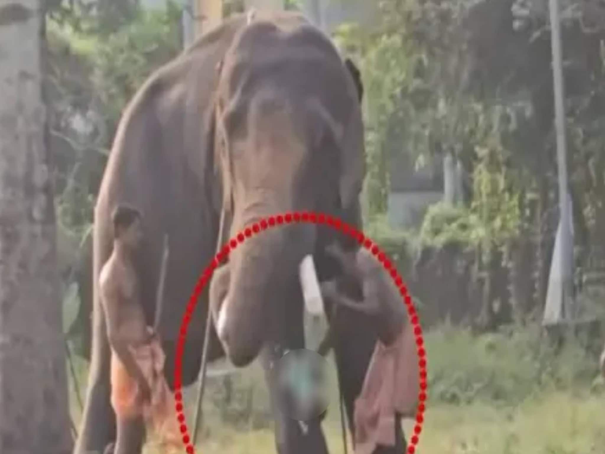 പിഞ്ചുകുഞ്ഞുമായി ആനയുടെ സമീപം പാപ്പാൻമാരുടെ സാഹസം; പോലീസ് സ്വമേധയാ കേസെടുത്തു, ദേവസ്വം പാപ്പാൻ കസ്റ്റഡിയിൽ