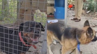 വീടിനുചുറ്റും നായ്ക്കളെ കെട്ടിയിട്ടനിലയിൽ 