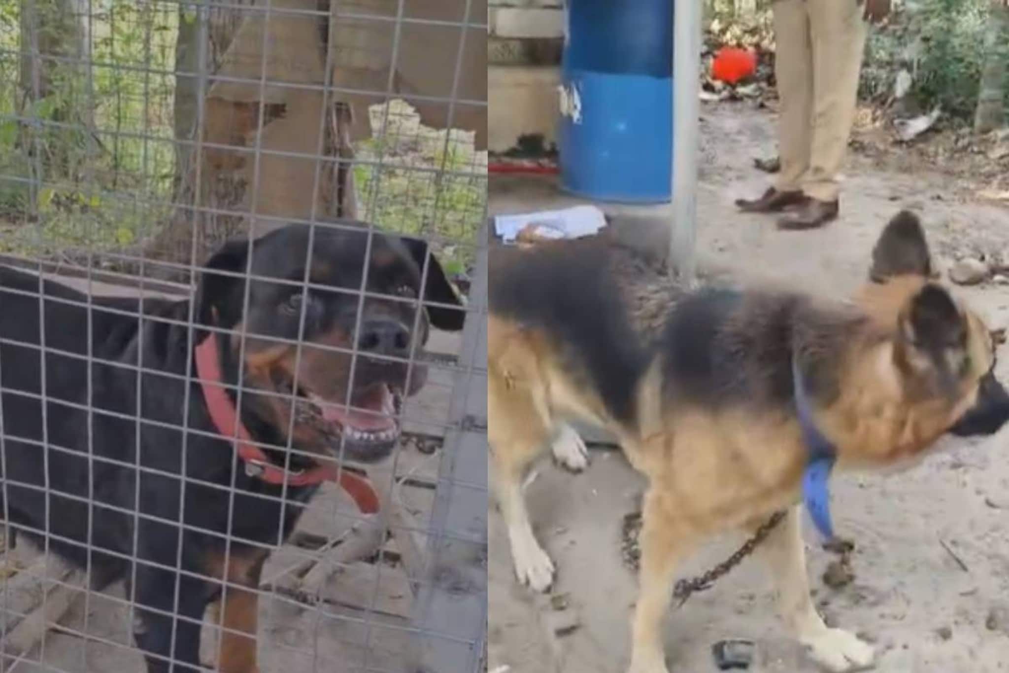 കാവലിന് റോട്ട്വീലറും ജർമൻ ഷെപേർഡും; കൊല്ലത്ത് വാടകവീട്ടിൽ നിന്ന് 15 ഗ്രാം എംഡിഎംഎയും ഒന്നര കിലോ കഞ്ചാവും പിടികൂടി കാവലിന് റോട്ട്വീലറും ജർമൻ ഷെപേർഡും; കൊല്ലത്ത് വാടകവീട്ടിൽ നിന്ന് 15 ഗ്രാം എംഡിഎംഎയും ഒന്നര കിലോ കഞ്ചാവും പിടികൂടി