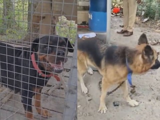 വീടിനുചുറ്റും നായ്ക്കളെ കെട്ടിയിട്ടനിലയിൽ വീടിനുചുറ്റും നായ്ക്കളെ കെട്ടിയിട്ടനിലയിൽ