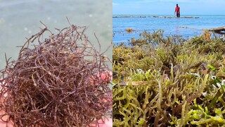 കടൽപായൽ എക്സ്പോ കൊച്ചിയിൽ