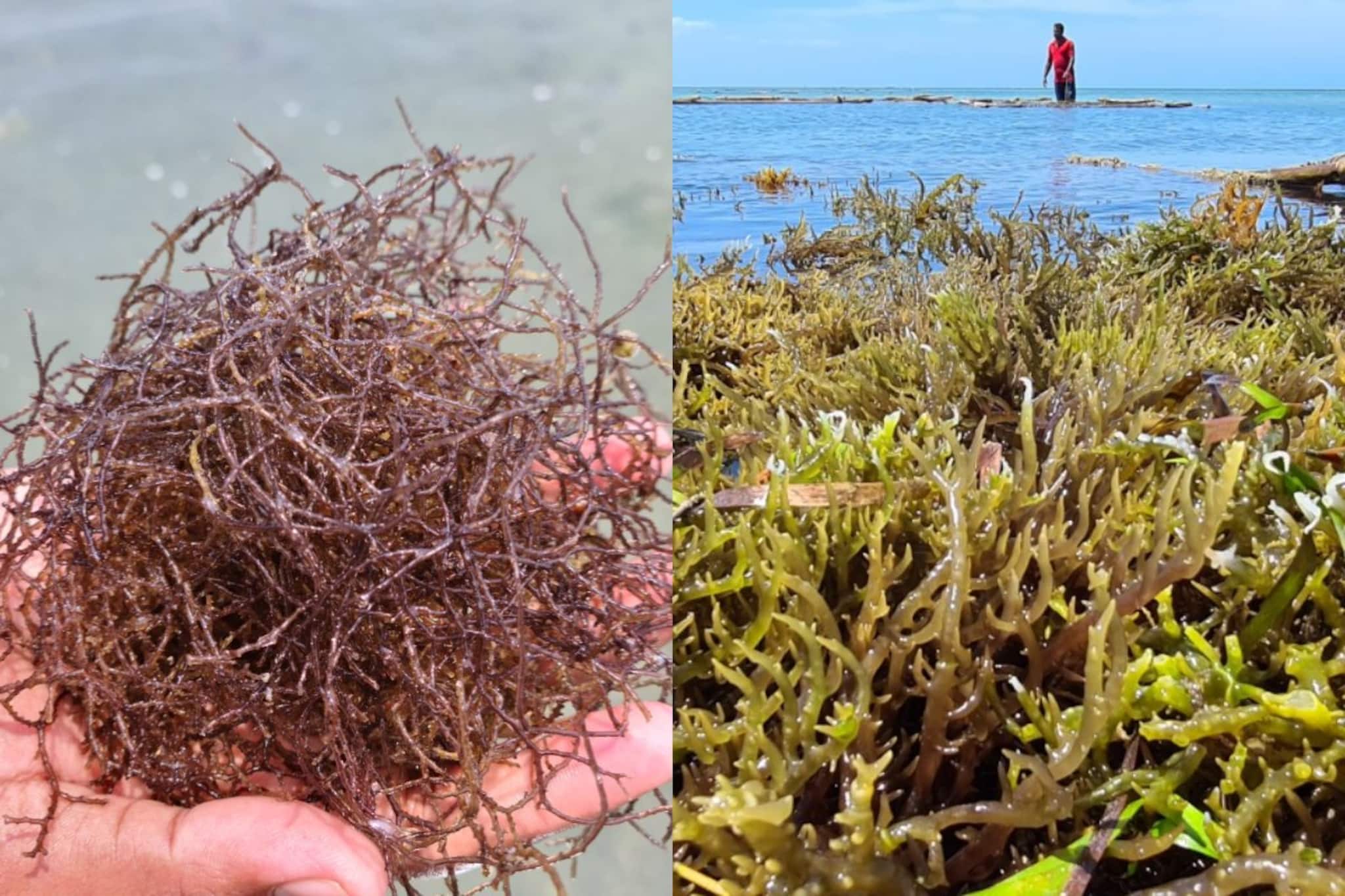 പായലേ വരൂ; ഇന്ത്യയെ ആഗോള ശക്തിയാക്കി മാറ്റാൻ ഏഴാമത് ഇന്ത്യ ഇന്റർനാഷണൽ കടൽപായൽ എക്സ്പോയും ഉച്ചകോടിയും