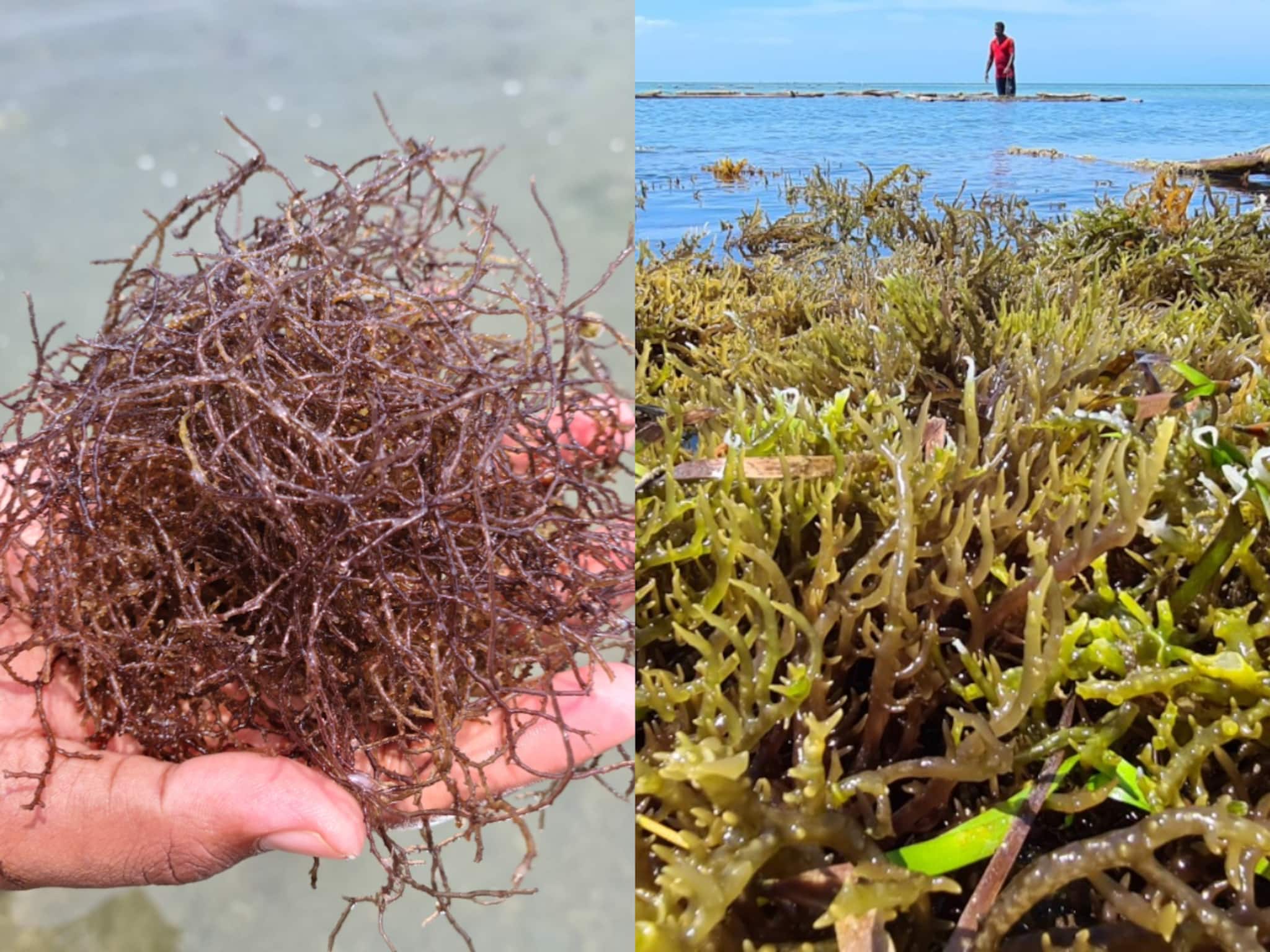 പായലേ വരൂ; ഇന്ത്യയെ ആഗോള ശക്തിയാക്കി മാറ്റാൻ ഏഴാമത് ഇന്ത്യ ഇന്റർനാഷണൽ കടൽപായൽ എക്സ്പോയും ഉച്ചകോടിയും