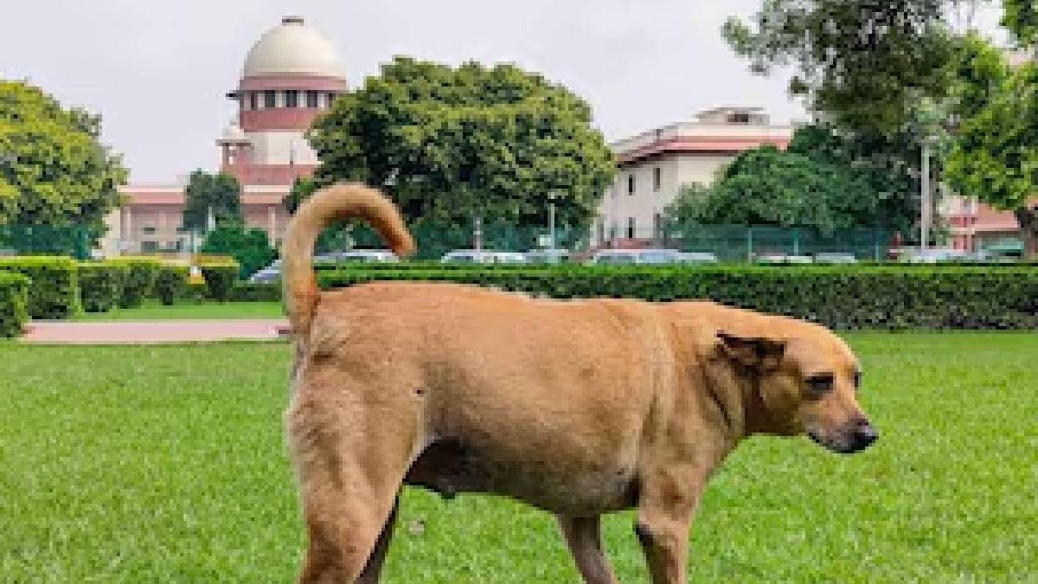 കുട്ടികളെയോ പ്രായമായവരെയോ തെരുവ് നായ കടിച്ച് പരിക്കോ മരണമോ സംഭവിച്ചാല്‍ വലിയ തുക നഷ്ടപരിഹാരം; സുപ്രീം കോടതി